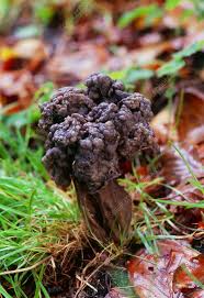 Attēlu rezultāti vaicājumam “Helvella lacunosa”