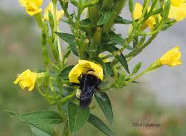 Attēlu rezultāti vaicājumam “Oenothera biennis leaf”