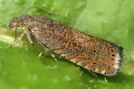 Attēlu rezultāti vaicājumam “Dichrorampha simpliciana”