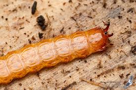 Attēlu rezultāti vaicājumam “Cucujus cinnaberinus larva”