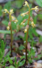 Attēlu rezultāti vaicājumam “Corallorhiza trifida”