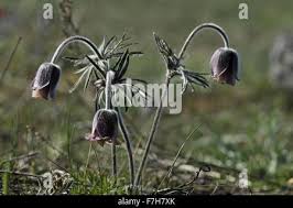 Attēlu rezultāti vaicājumam “Pulsatilla pratensis fruit”