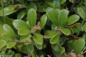 Attēlu rezultāti vaicājumam “Arctostaphylos uva-ursi”