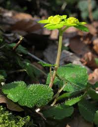 Attēlu rezultāti vaicājumam “Chrysosplenium alternifolium leaf”