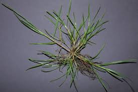 Attēlu rezultāti vaicājumam “Poa trivialis flower”