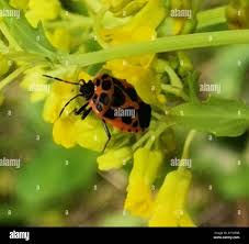 Attēlu rezultāti vaicājumam “Eurydema dominulus imago”