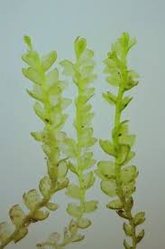 Attēlu rezultāti vaicājumam “Gymnocolea inflata”