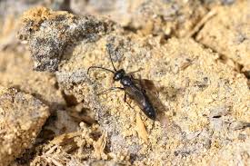 Attēlu rezultāti vaicājumam “Dipogon sp.”