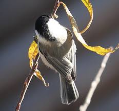 Attēlu rezultāti vaicājumam “Poecile montanus adult”
