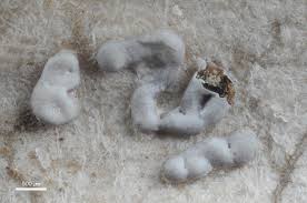 Attēlu rezultāti vaicājumam “Didymium serpula spores”