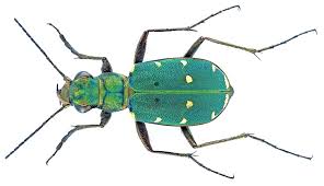 Attēlu rezultāti vaicājumam “Cicindela campestris”