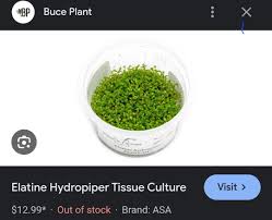 Attēlu rezultāti vaicājumam “Elatine hydropiper”