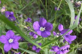 Image result for Legousia speculum-veneris