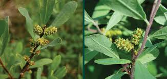 Attēlu rezultāti vaicājumam “Myrica gale fruit”