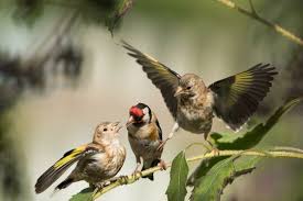 Attēlu rezultāti vaicājumam “Carduelis carduelis adult”