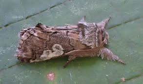 Attēlu rezultāti vaicājumam “Diloba caeruleocephala”