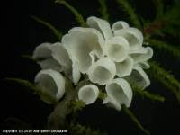 Attēlu rezultāti vaicājumam “Rimbachia neckerae”