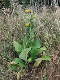 Attēlu rezultāti vaicājumam “Inula helenium leaf”