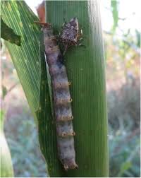 Attēlu rezultāti vaicājumam “Comatricha ellae stalked”