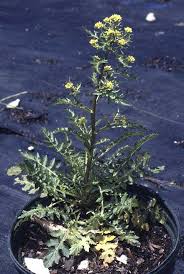 Attēlu rezultāti vaicājumam “Rorippa palustris leaf”