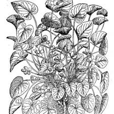 Attēlu rezultāti vaicājumam “Viola odorata leaf”