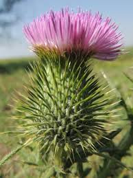 Attēlu rezultāti vaicājumam “Cirsium vulgare”