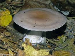 Attēlu rezultāti vaicājumam “Lepista nuda”