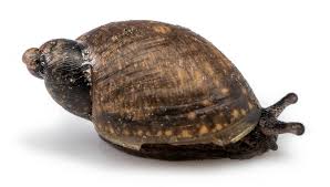 Attēlu rezultāti vaicājumam “Succinea”