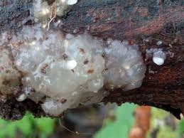 Attēlu rezultāti vaicājumam “Myxarium nucleatum”