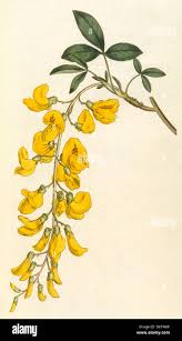 Attēlu rezultāti vaicājumam “Laburnum”