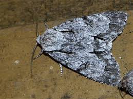 Attēlu rezultāti vaicājumam “Acronicta cuspis”