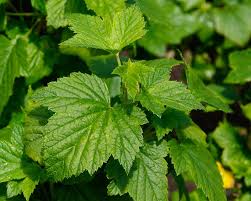 Attēlu rezultāti vaicājumam “Ribes nigrum leaf”