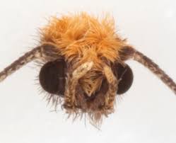 Attēlu rezultāti vaicājumam “Incurvaria oehlmanniella”