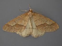 Attēlu rezultāti vaicājumam “Agriopis marginaria”