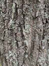 Attēlu rezultāti vaicājumam “Quercus robur fo. pectinata”