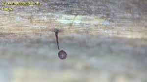 Attēlu rezultāti vaicājumam “Cribraria violacea macro”