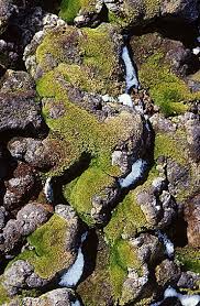 Attēlu rezultāti vaicājumam “Bryum pseudotriquetrum”