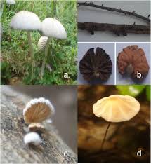 Attēlu rezultāti vaicājumam “Coprinus sp.”