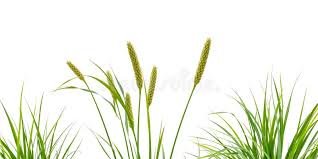 Attēlu rezultāti vaicājumam “Carex lasiocarpa leaf”