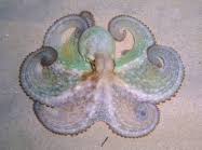 Image result for Octopus vulgaris