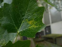 Attēlu rezultāti vaicājumam “Melampsora populnea”