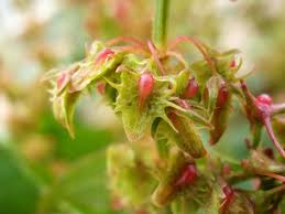 Attēlu rezultāti vaicājumam “Rumex obtusifolius fruit”