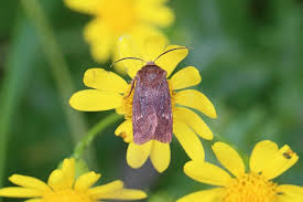 Attēlu rezultāti vaicājumam “Eriopygodes imbecilla”