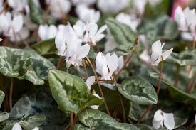 Attēlu rezultāti vaicājumam “Cyclamen hederifolium”