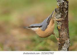 Image result for Sitta europaea