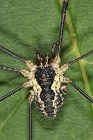 Attēlu rezultāti vaicājumam “Lophopilio palpinalis”