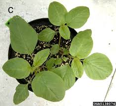 Attēlu rezultāti vaicājumam “Amaranthus retroflexus leaf”