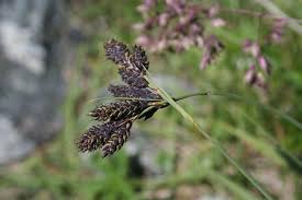 Attēlu rezultāti vaicājumam “Carex appropinquata fruit”