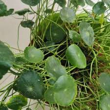 「香菇草」的圖片搜尋結果