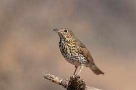 Attēlu rezultāti vaicājumam “Turdus philomelos”